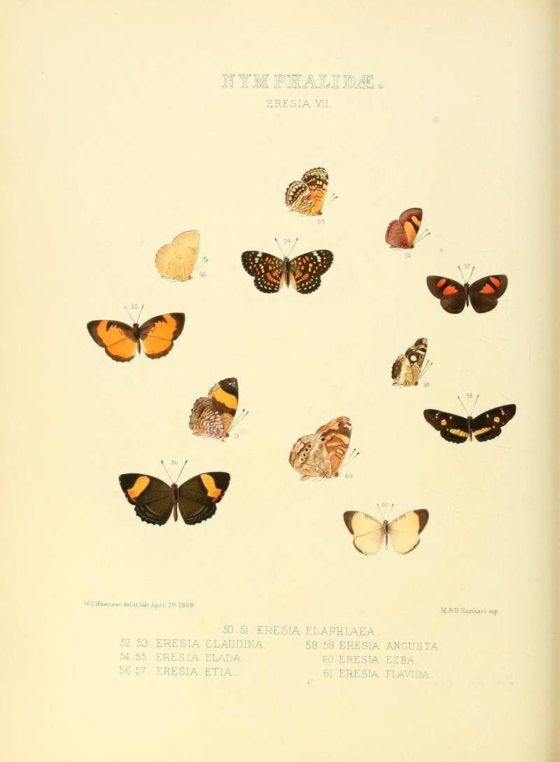 Illustrations of new species of exotic butterflies Eresia VII