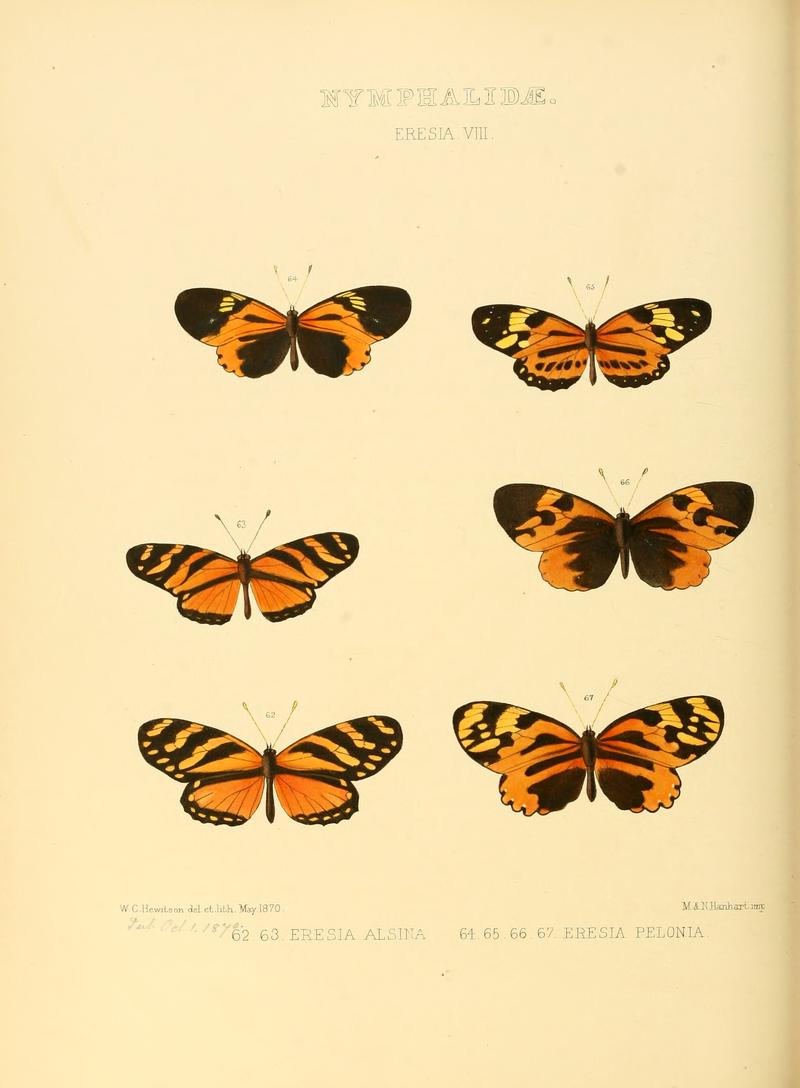 Illustrations of new species of exotic butterflies Eresia VIII