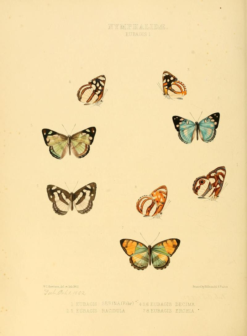 Illustrations of new species of exotic butterflies Eubagis I