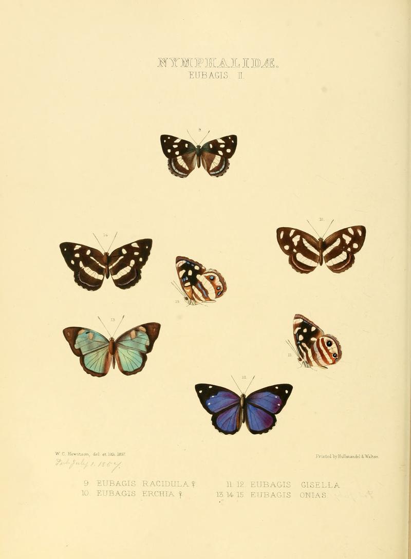 Illustrations of new species of exotic butterflies Eubagis II