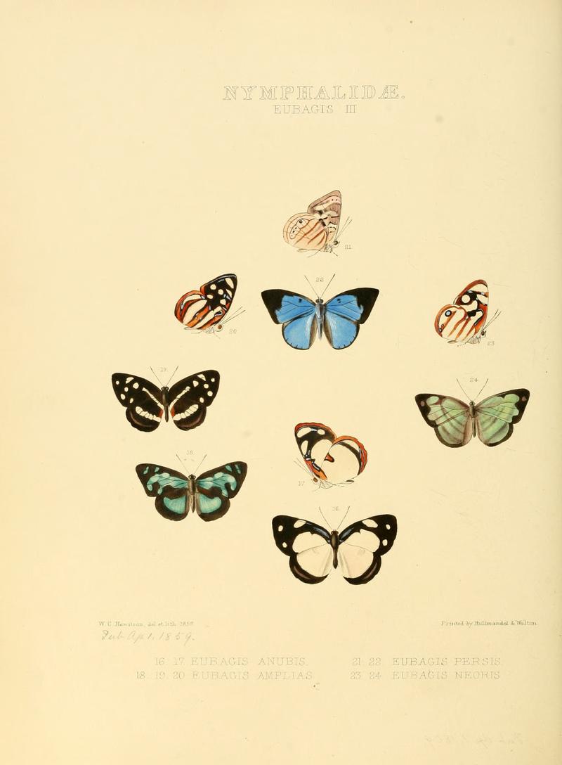 Illustrations of new species of exotic butterflies Eubagis III