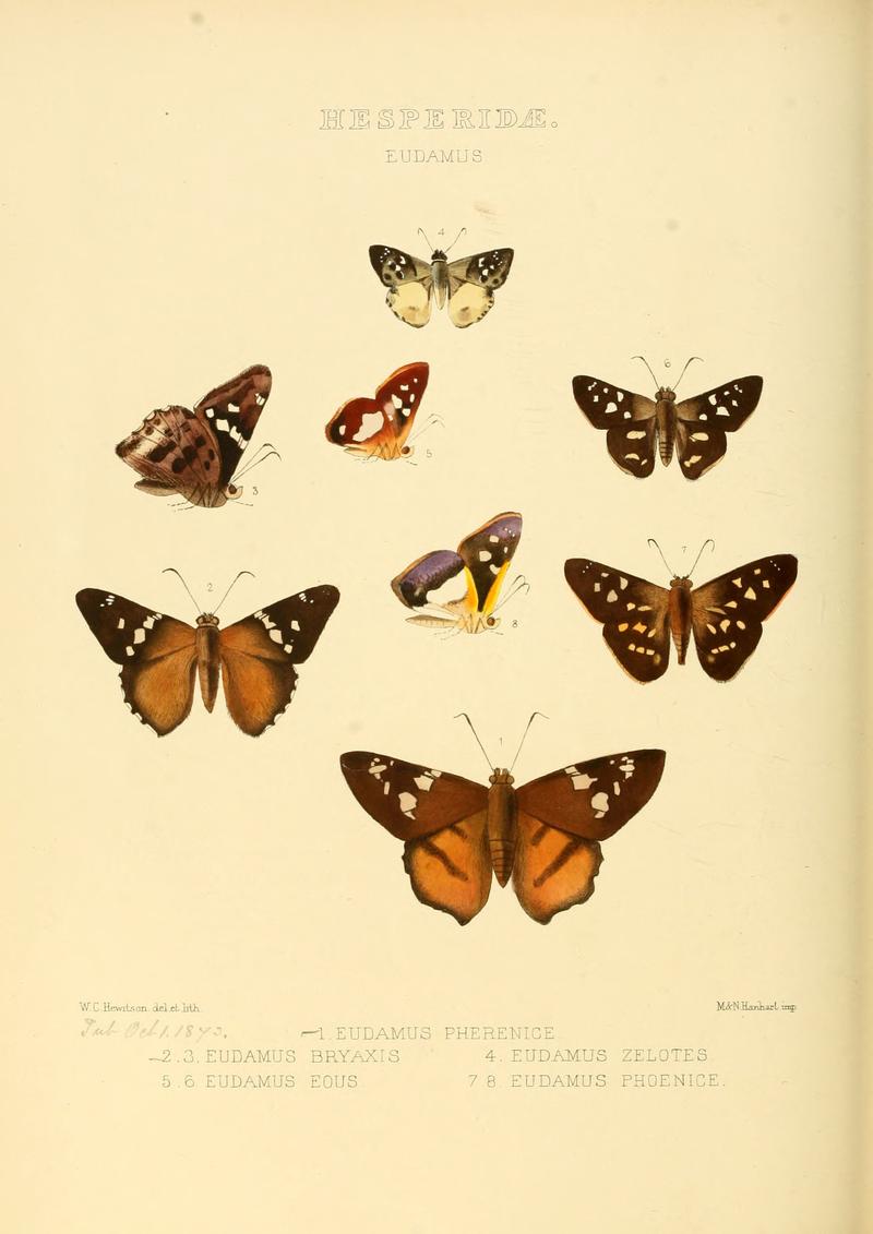 Illustrations of new species of exotic butterflies Eudamus I