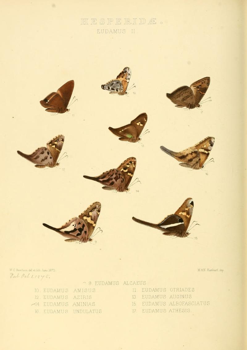 Illustrations of new species of exotic butterflies Eudamus II