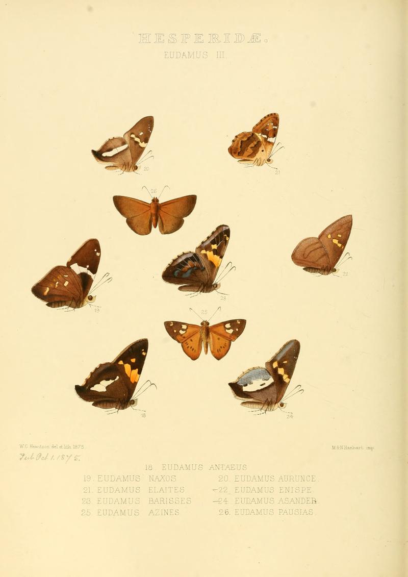 Illustrations of new species of exotic butterflies Eudamus III