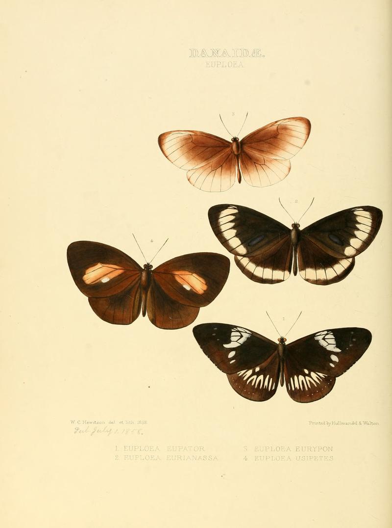 Illustrations of new species of exotic butterflies Euploea I