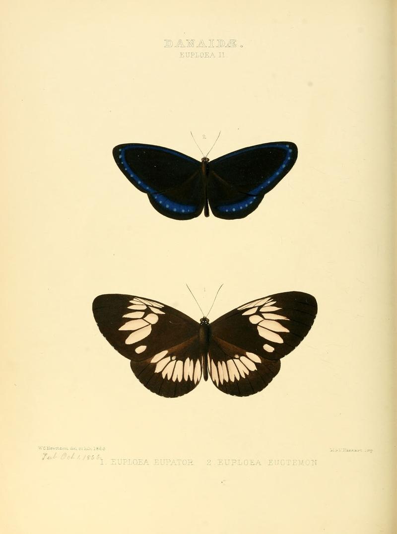 Illustrations of new species of exotic butterflies Euploea II