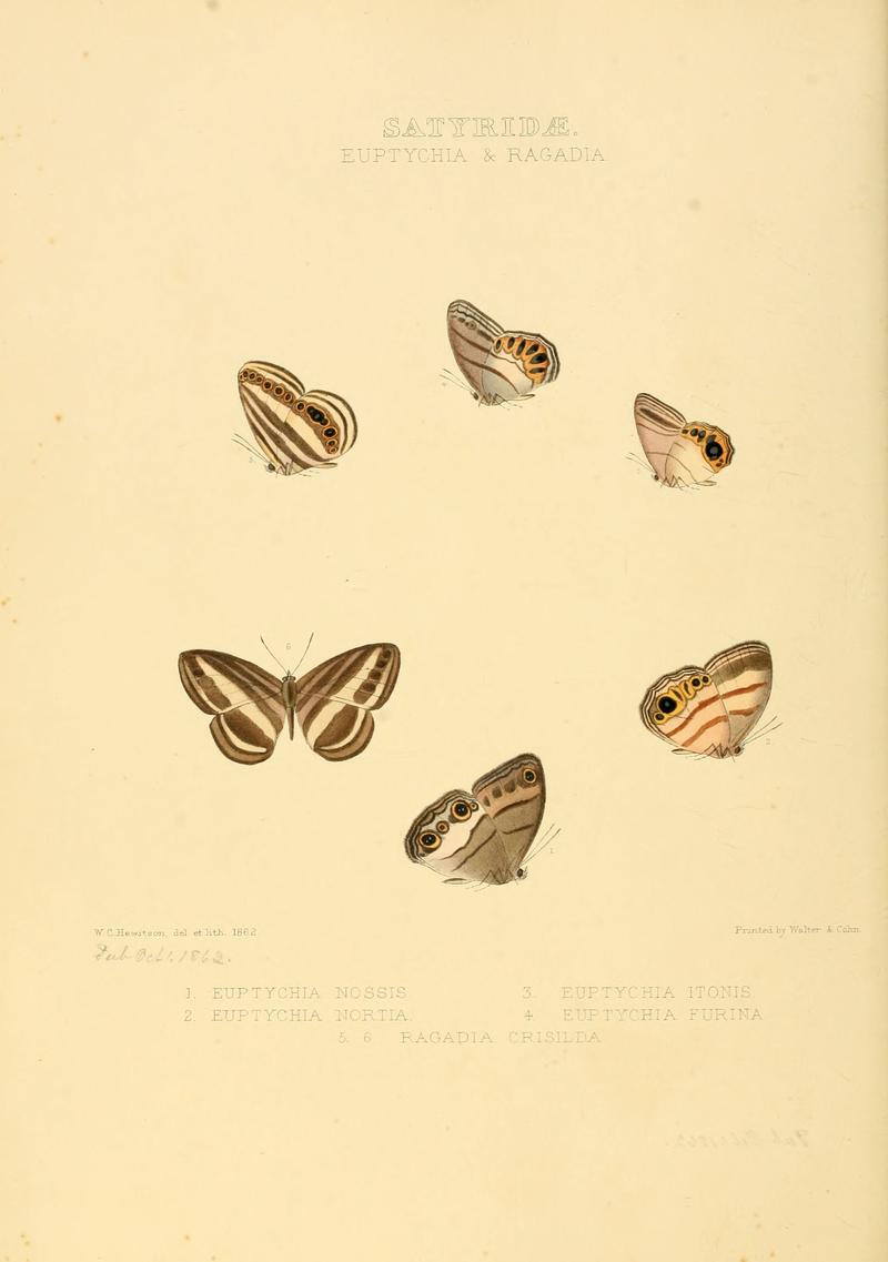 Illustrations of new species of exotic butterflies Euptychia & Ragadia