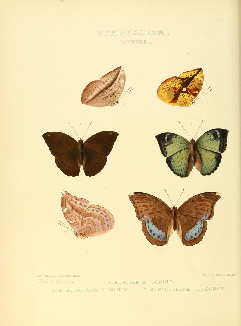 Illustrations of new species of exotic butterflies Euryphene I