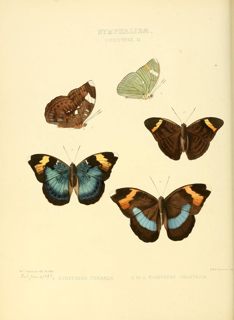 Illustrations of new species of exotic butterflies Euryphene II