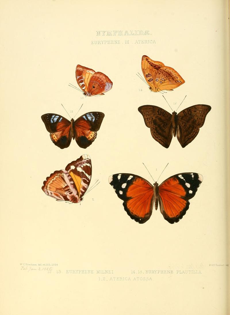 Illustrations of new species of exotic butterflies Euryphene III & Aterica