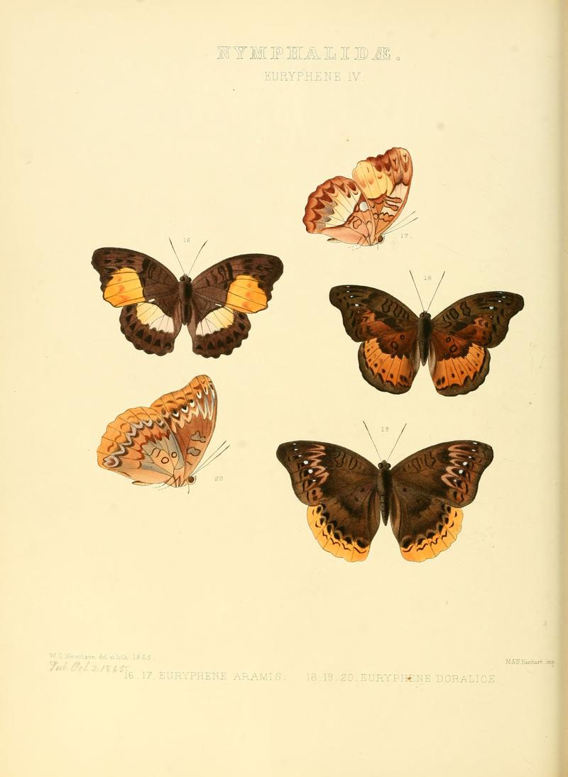 Illustrations of new species of exotic butterflies Euryphene IV