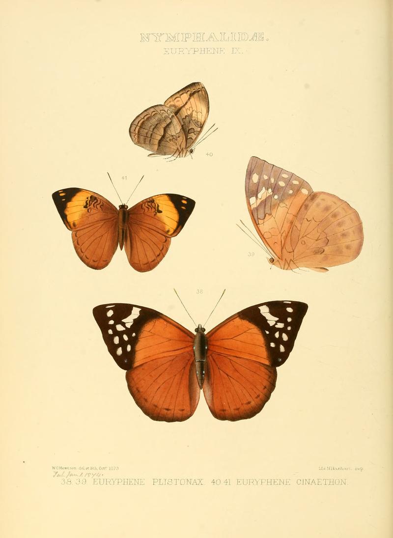 Illustrations of new species of exotic butterflies Euryphene IX