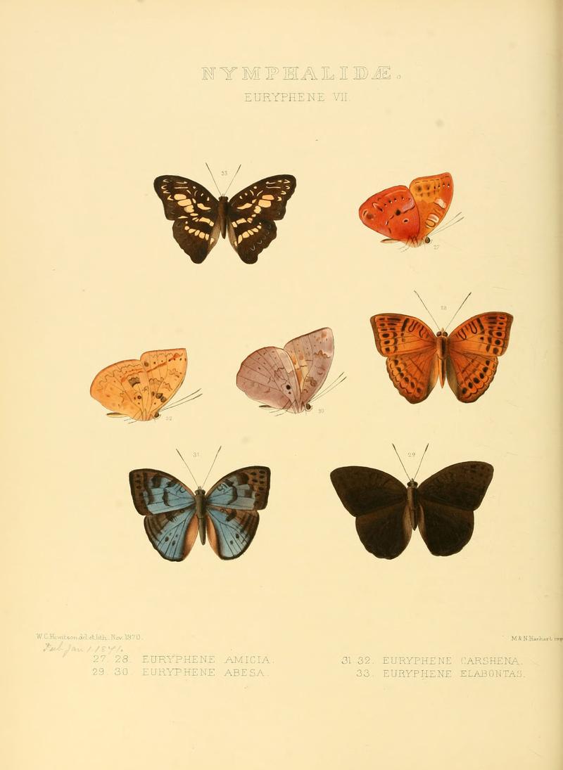 Illustrations of new species of exotic butterflies Euryphene VII