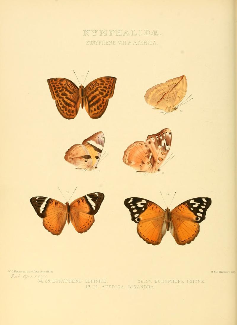 Illustrations of new species of exotic butterflies Euryphene VIII & Aterica