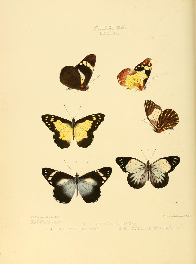 Illustrations of new species of exotic butterflies Euterpe I