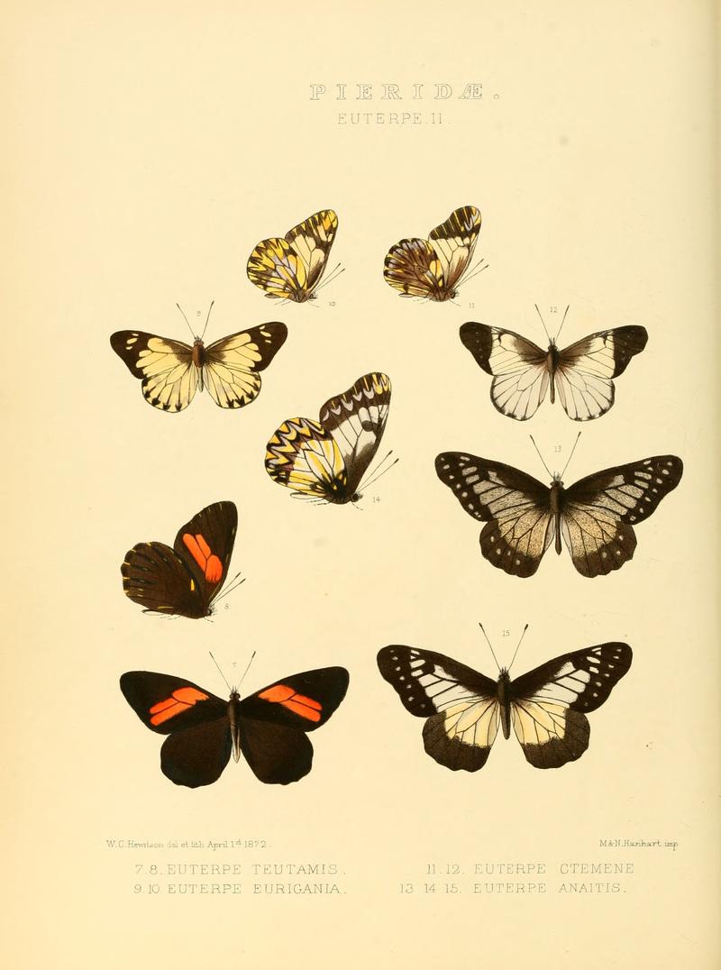 Illustrations of new species of exotic butterflies Euterpe II