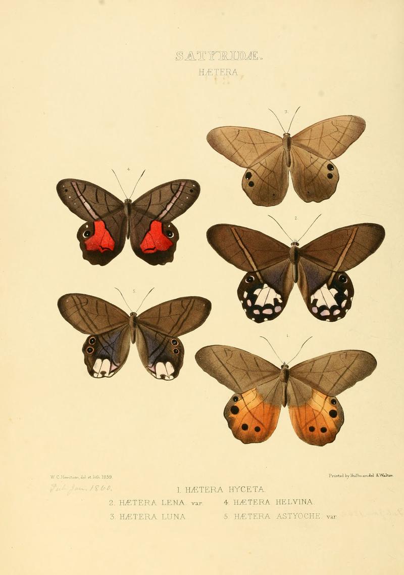 Illustrations of new species of exotic butterflies Hætera