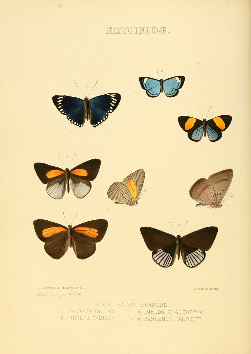 Illustrations of new species of exotic butterflies Hades, Uraneis, c