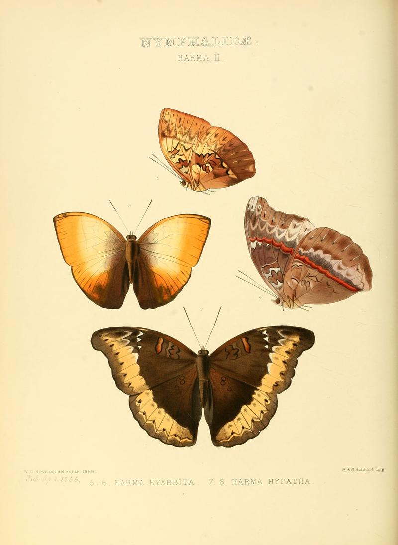 Illustrations of new species of exotic butterflies Harma II