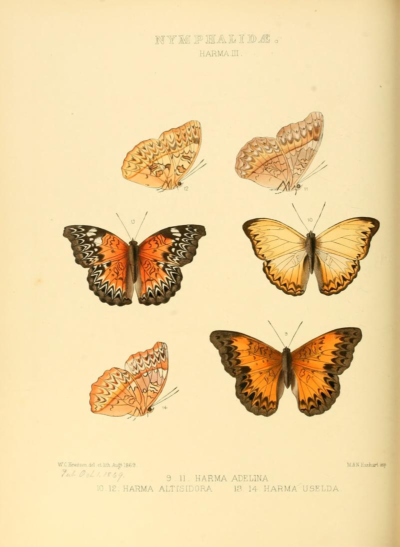 Illustrations of new species of exotic butterflies Harma III