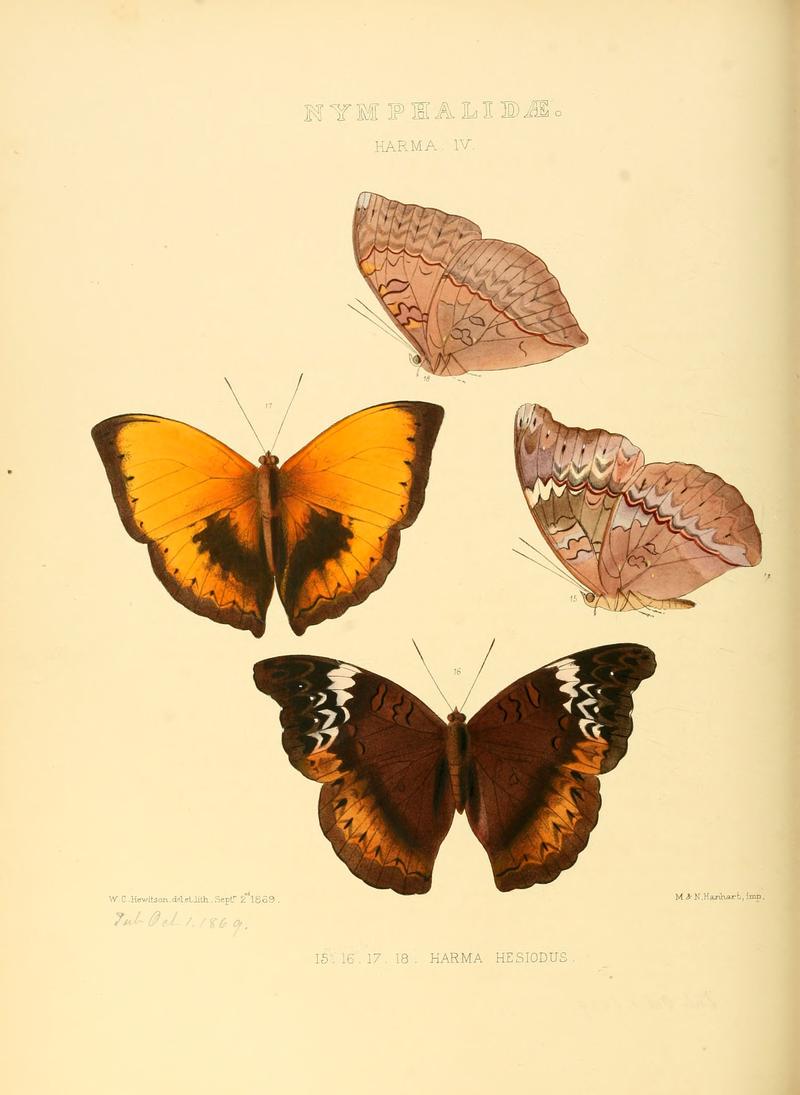 Illustrations of new species of exotic butterflies Harma IV