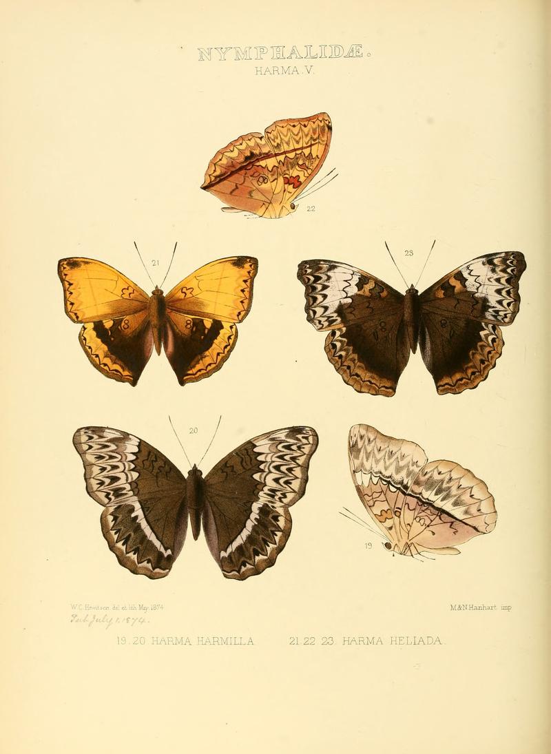 Illustrations of new species of exotic butterflies Harma V