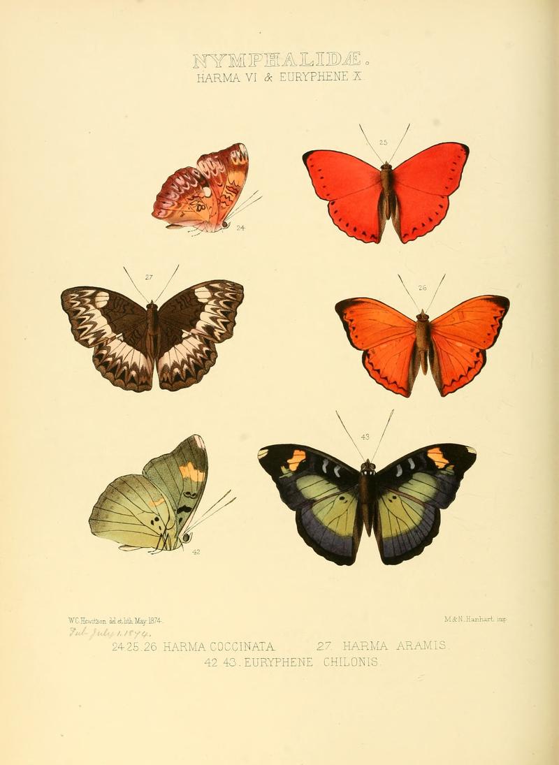 Illustrations of new species of exotic butterflies Harma VI & Euryphene X