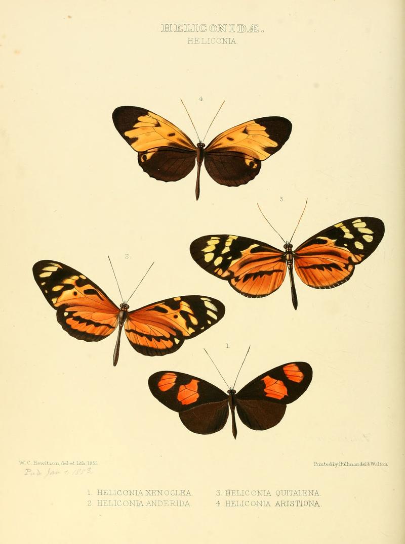 Illustrations of new species of exotic butterflies Heliconia I