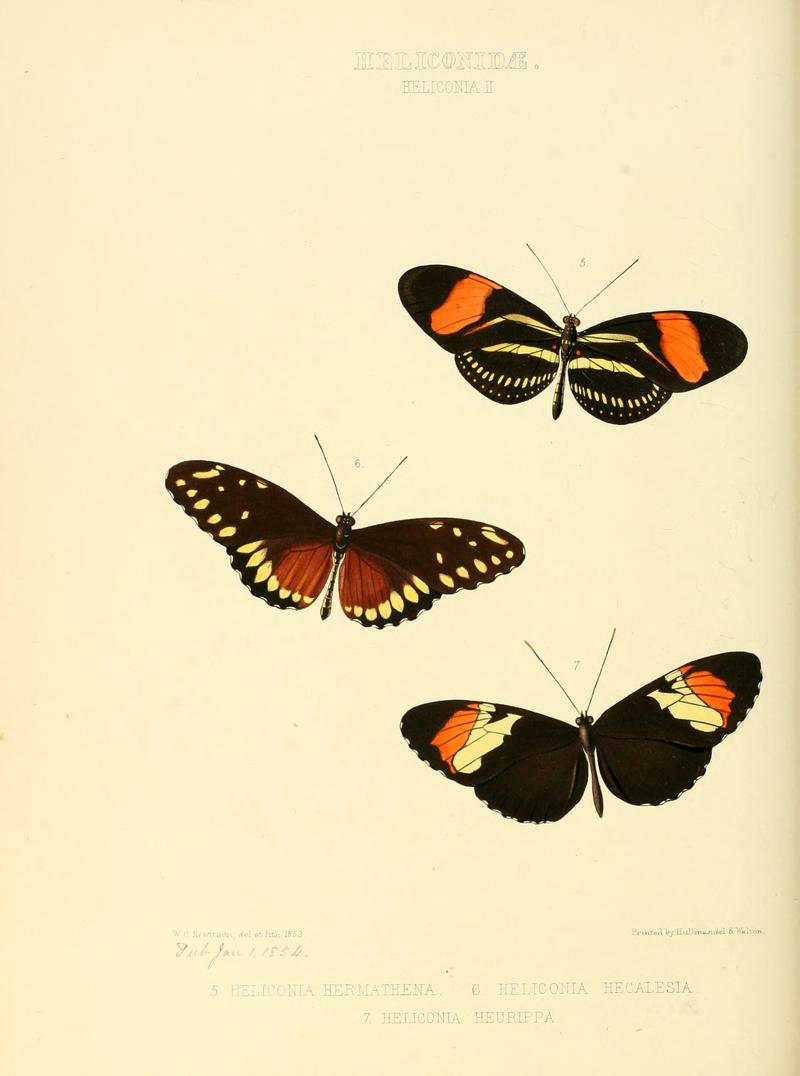 Illustrations of new species of exotic butterflies Heliconia II