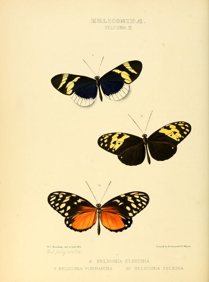 Illustrations of new species of exotic butterflies Heliconia III