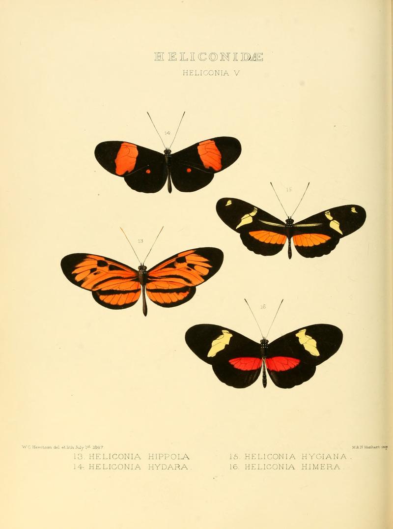 Illustrations of new species of exotic butterflies Heliconia V