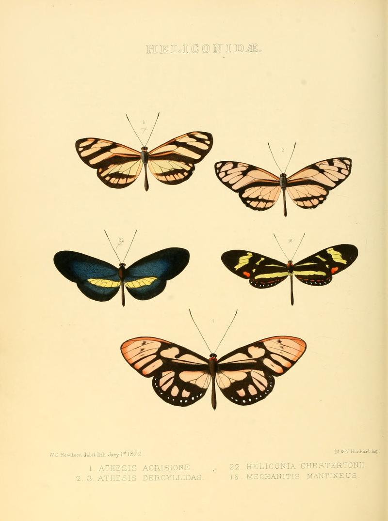 Illustrations of new species of exotic butterflies Heliconidae