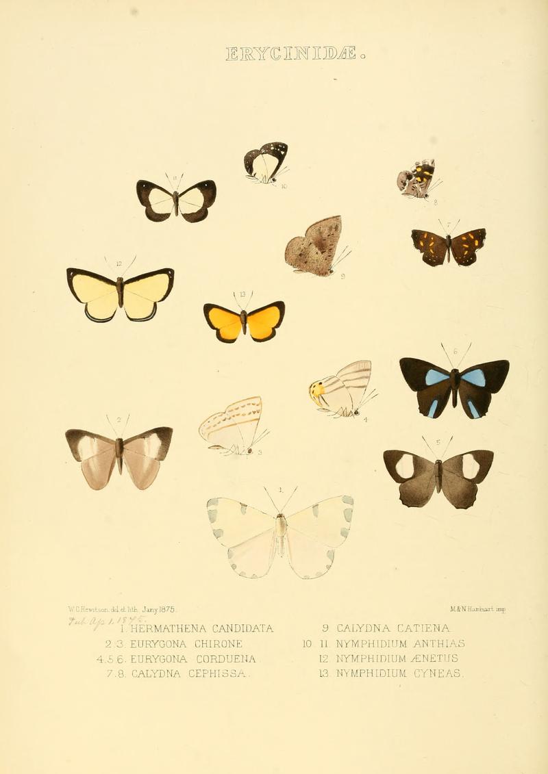 Illustrations of new species of exotic butterflies Hermathena c