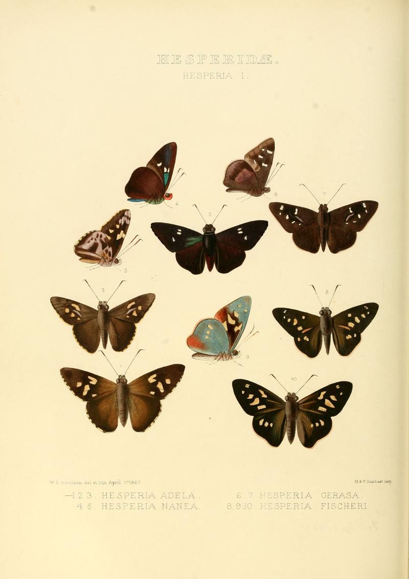 Illustrations of new species of exotic butterflies Hesperia I