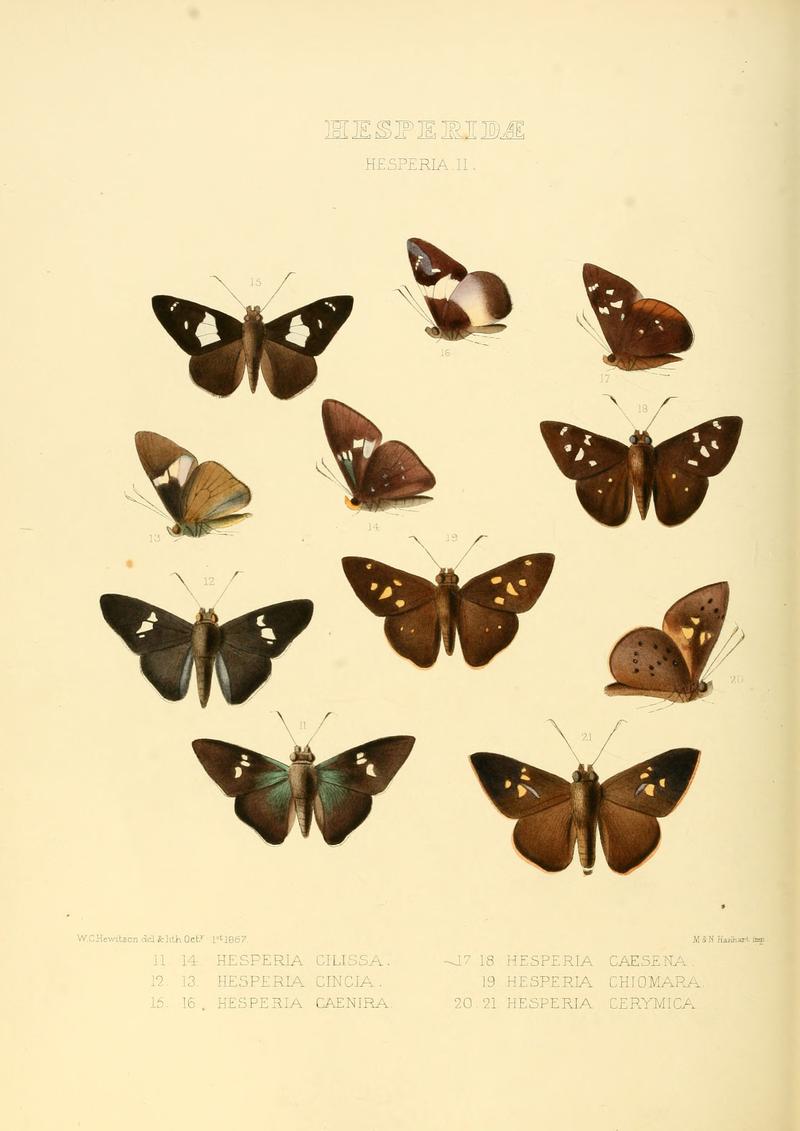 Illustrations of new species of exotic butterflies Hesperia II