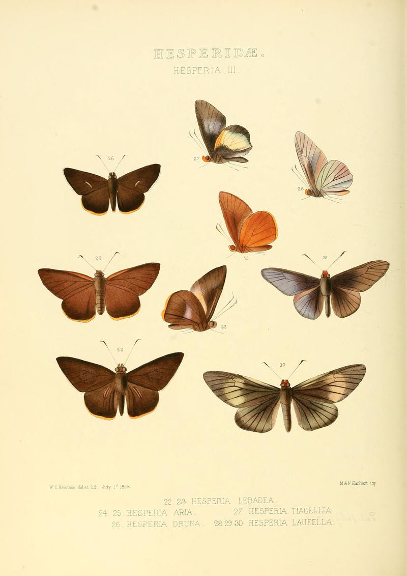 Illustrations of new species of exotic butterflies Hesperia III