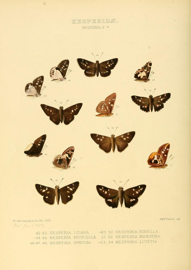 Illustrations of new species of exotic butterflies Hesperia V-star