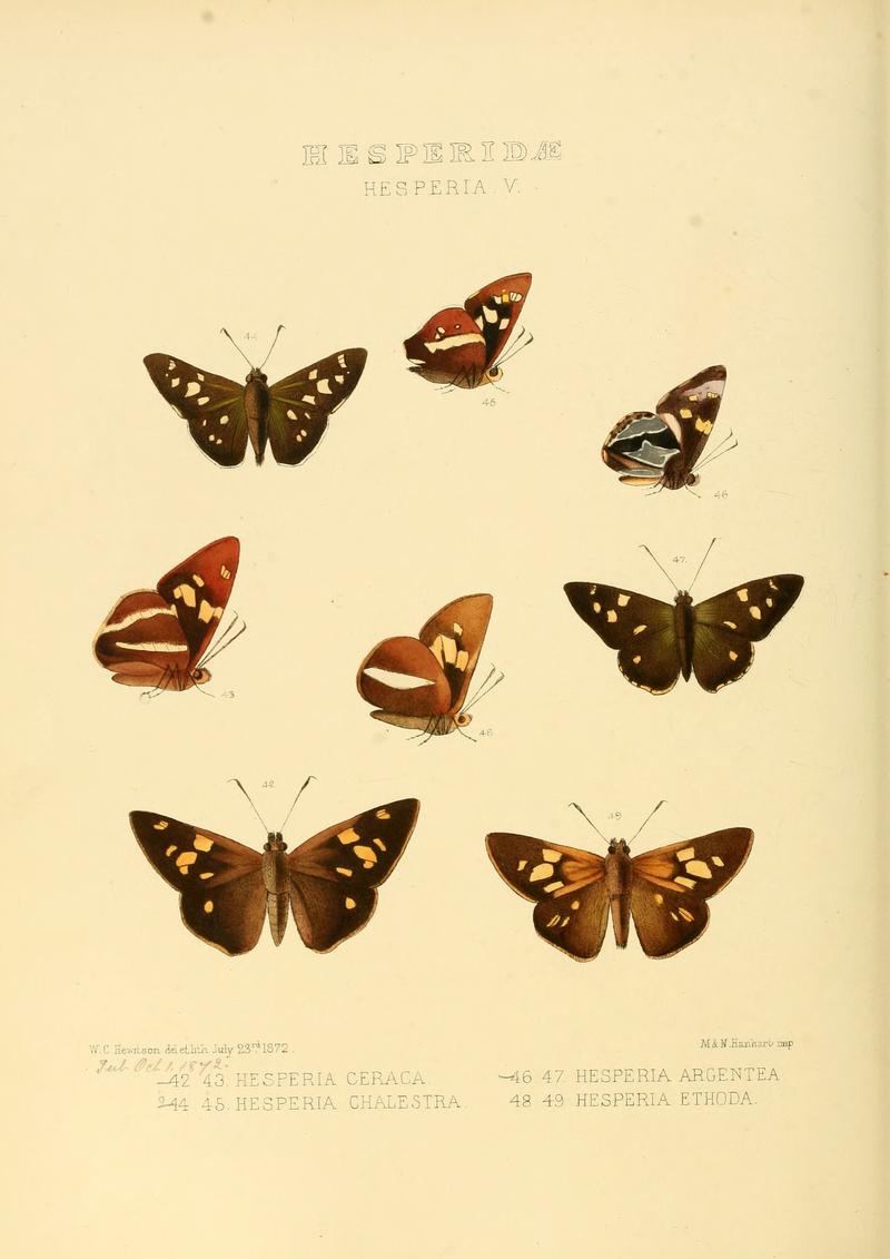 Illustrations of new species of exotic butterflies Hesperia V