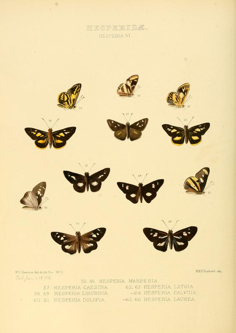 Illustrations of new species of exotic butterflies Hesperia VI