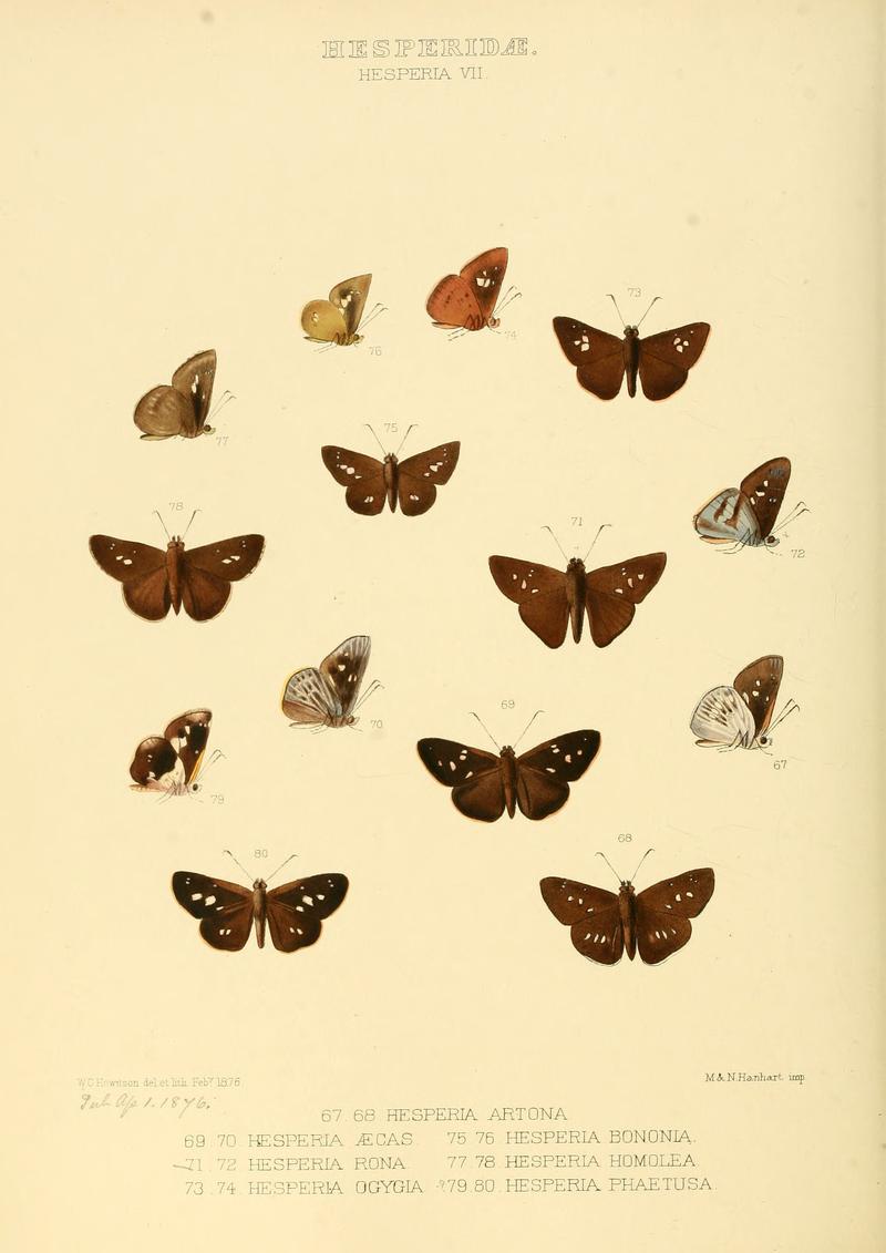 Illustrations of new species of exotic butterflies Hesperia VII