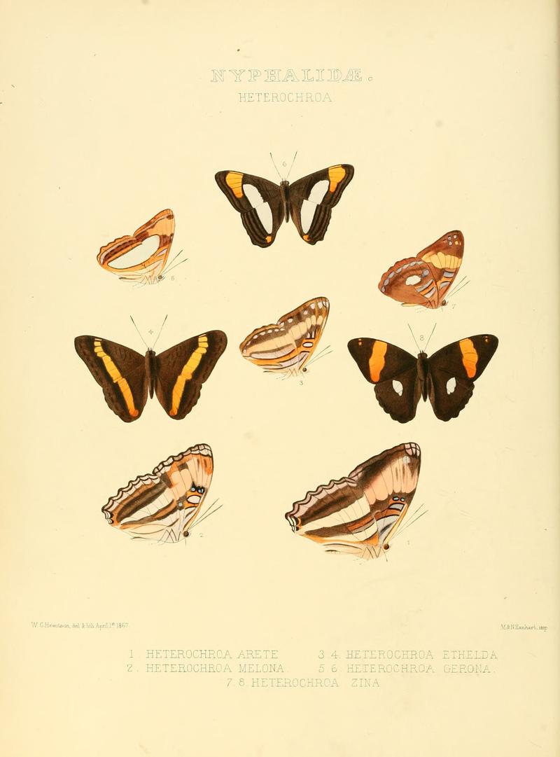 Illustrations of new species of exotic butterflies Heterochroa