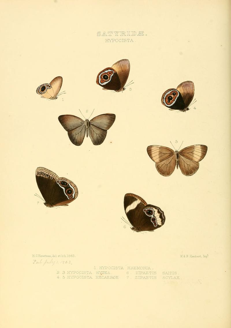 Illustrations of new species of exotic butterflies Hypocista & Zipaetis