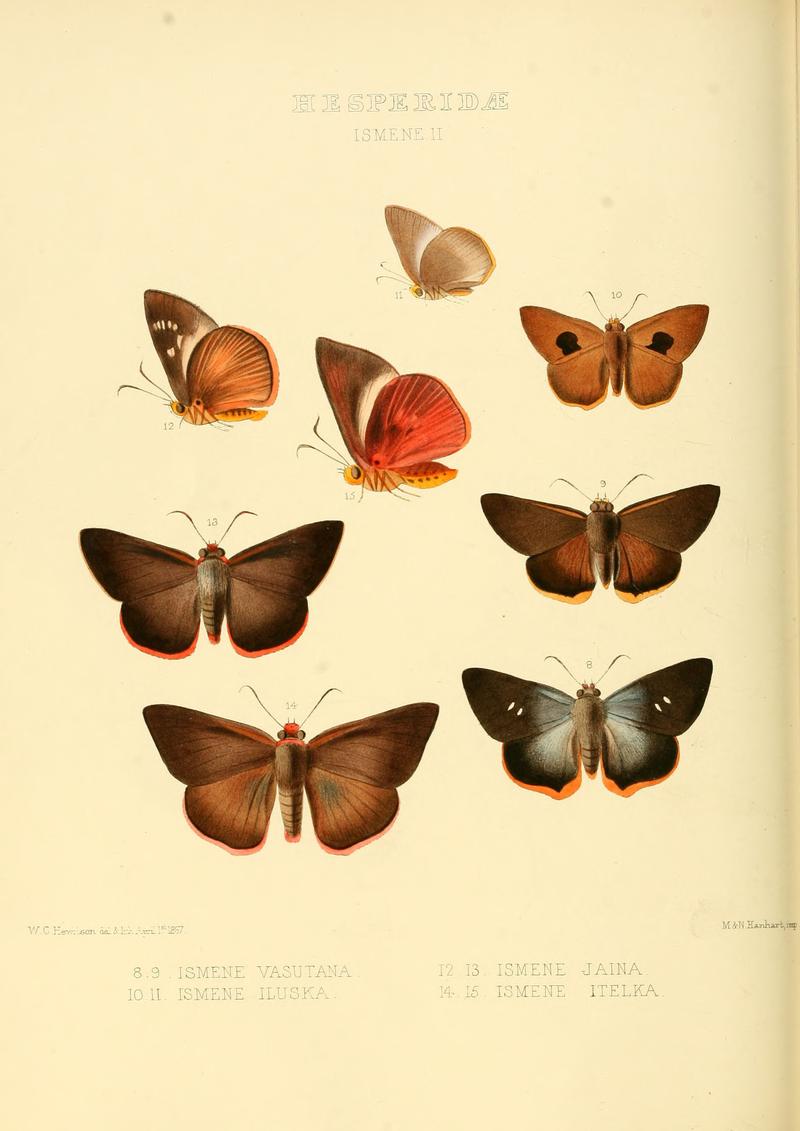 Illustrations of new species of exotic butterflies Ismene II