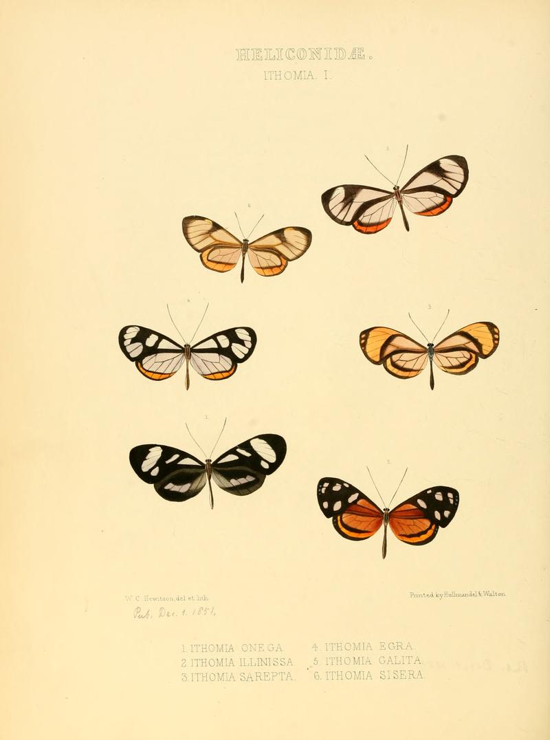 Illustrations of new species of exotic butterflies Ithomia I