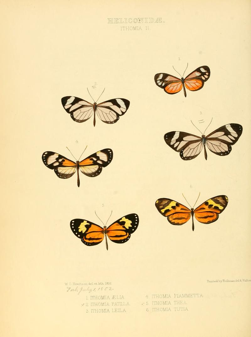 Illustrations of new species of exotic butterflies Ithomia II