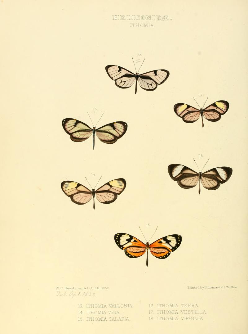 Illustrations of new species of exotic butterflies Ithomia III