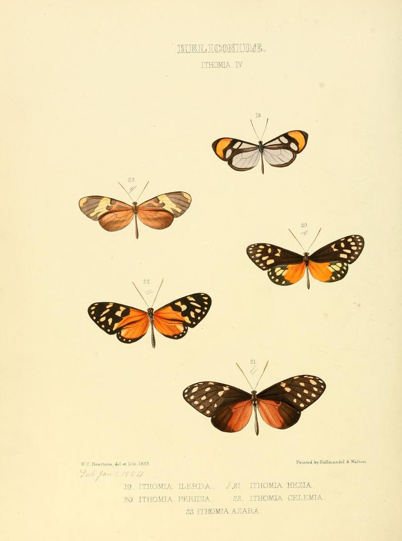 Illustrations of new species of exotic butterflies Ithomia IV