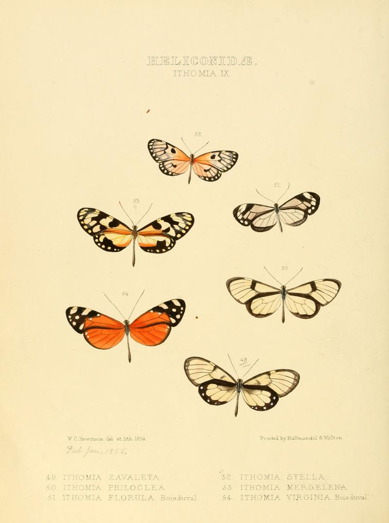 Illustrations of new species of exotic butterflies Ithomia IX