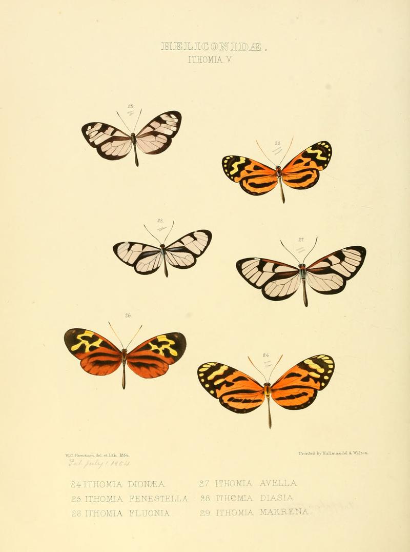 Illustrations of new species of exotic butterflies Ithomia V