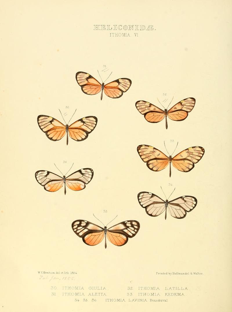 Illustrations of new species of exotic butterflies Ithomia VI